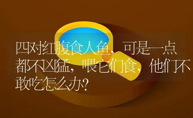 四对红腹食人鱼，可是一点都不凶猛，喂它们食，他们不敢吃怎么办？ | 鱼类宠物饲养