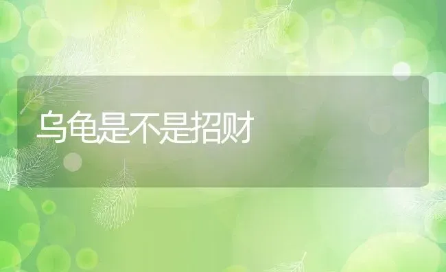 乌龟是不是招财 | 动物养殖百科