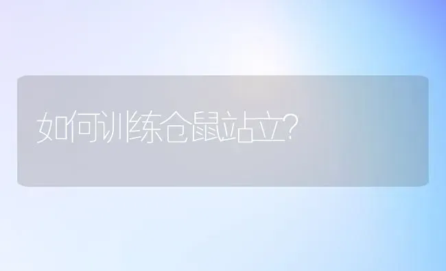 如何训练仓鼠站立？ | 动物养殖问答