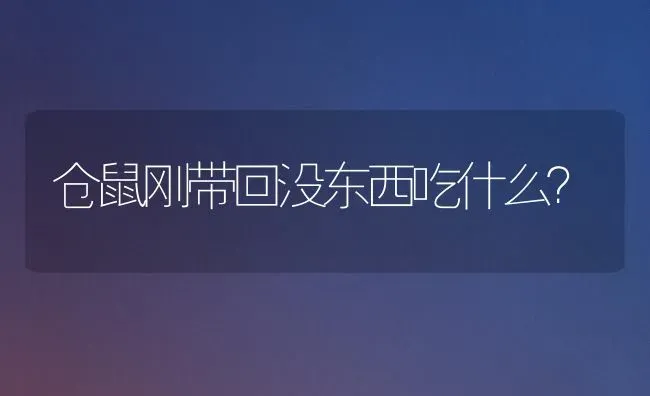 仓鼠刚带回没东西吃什么？ | 动物养殖问答