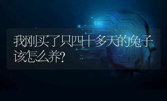 我刚买了只四十多天的兔子该怎么养？ | 动物养殖问答