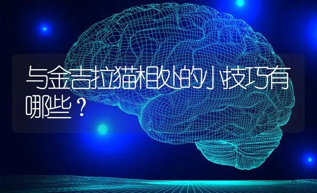 与金吉拉猫相处的小技巧有哪些？ | 动物养殖问答