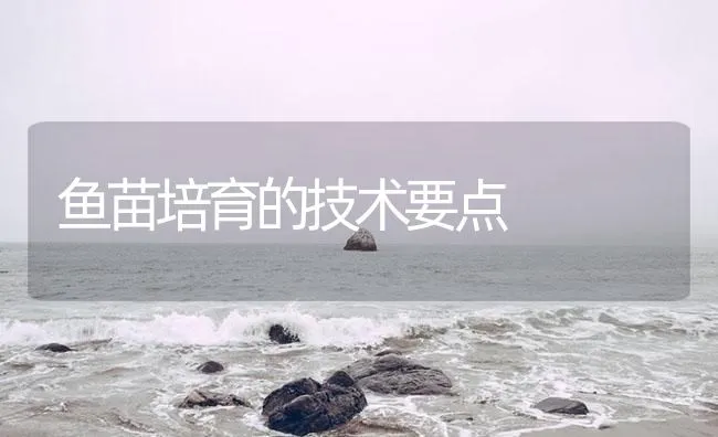 鱼苗培育的技术要点 | 海水养殖技术