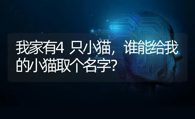 我家有4只小猫，谁能给我的小猫取个名字？ | 动物养殖问答