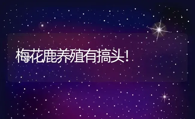 梅花鹿养殖有搞头！ | 动物养殖教程