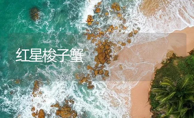 红星梭子蟹 | 海水养殖技术