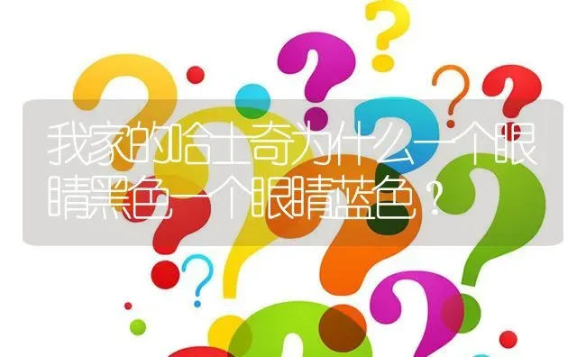 我家的哈士奇为什么一个眼睛黑色一个眼睛蓝色？ | 动物养殖问答