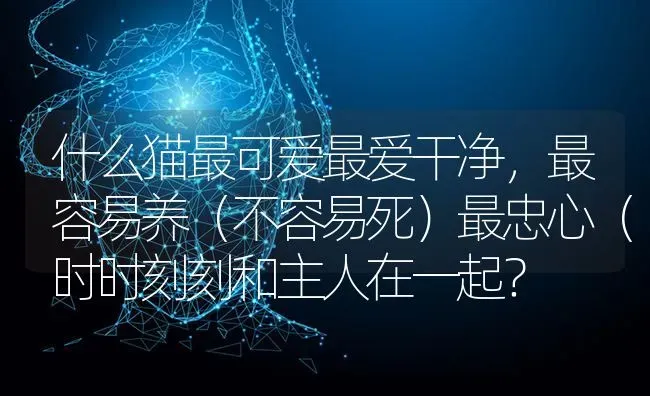 什么猫最可爱最爱干净，最容易养（不容易死）最忠心（时时刻刻和主人在一起？ | 动物养殖问答