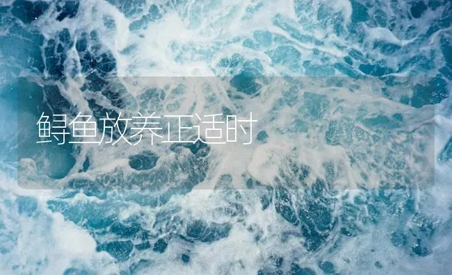 鲟鱼放养正适时 | 海水养殖技术