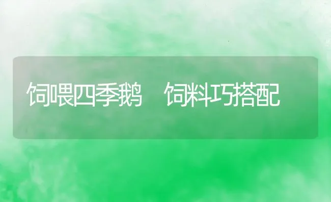 饲喂四季鹅 饲料巧搭配 | 动物养殖饲料