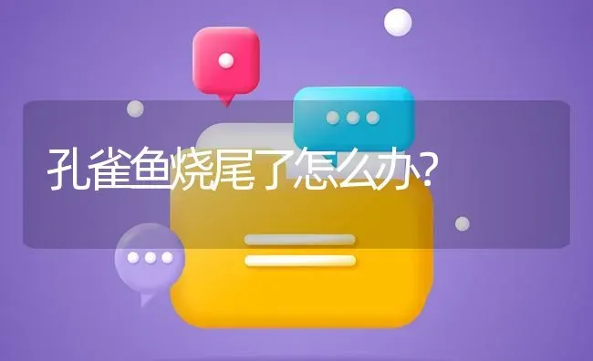 孔雀鱼烧尾了怎么办？ | 鱼类宠物饲养