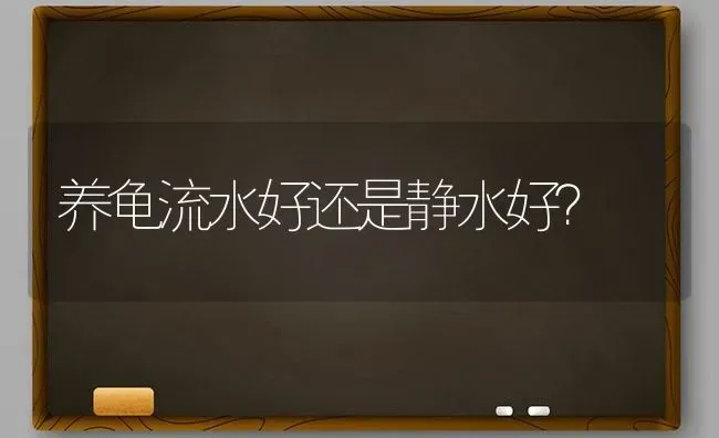 养龟流水好还是静水好？ | 动物养殖问答