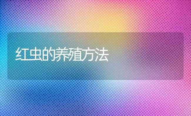 红虫的养殖方法 | 动物养殖教程