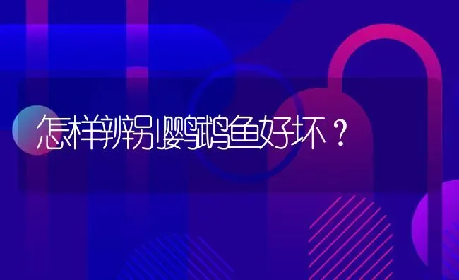 怎样辨别鹦鹉鱼好坏？ | 鱼类宠物饲养