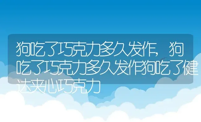 狗吃了巧克力多久发作,狗吃了巧克力多久发作狗吃了健达夹心巧克力 | 宠物百科知识