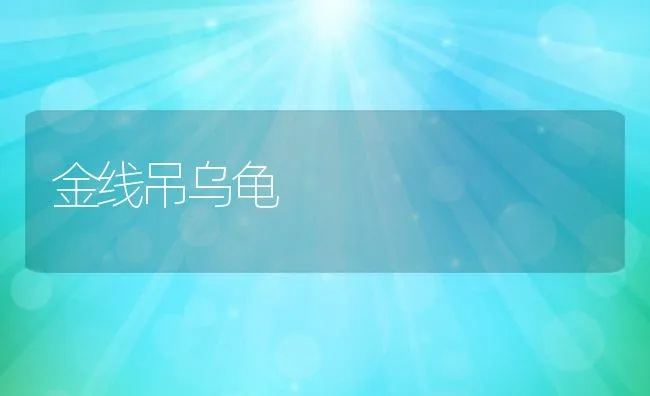 金线吊乌龟 | 动物养殖学堂