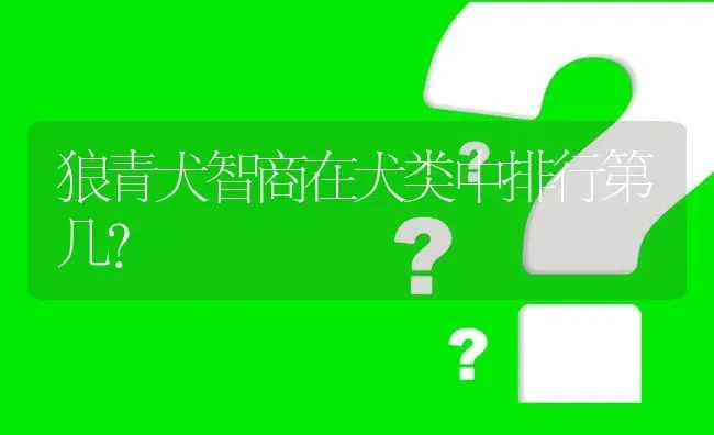 狼青犬智商在犬类中排行第几？ | 动物养殖问答