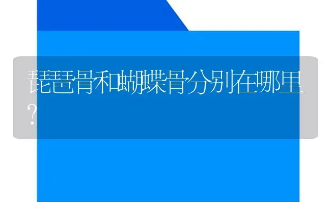 琵琶骨和蝴蝶骨分别在哪里？ | 鱼类宠物饲养