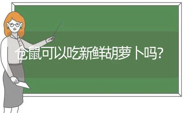 仓鼠可以吃新鲜胡萝卜吗？ | 动物养殖问答