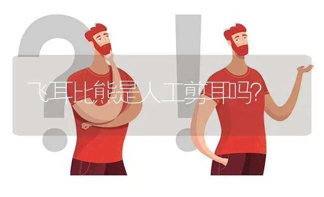 飞耳比熊是人工剪耳吗？ | 动物养殖问答