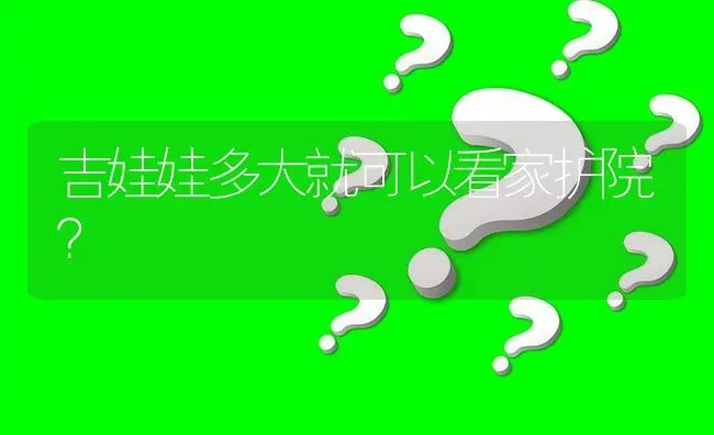 吉娃娃多大就可以看家护院？ | 动物养殖问答