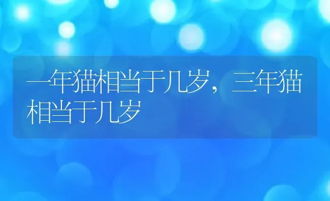 一年猫相当于几岁,三年猫相当于几岁 | 宠物百科知识