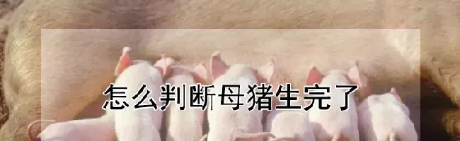 怎么判断母猪生完了