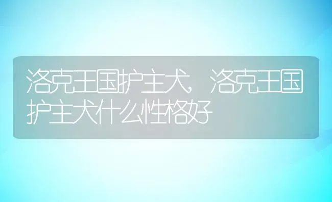 洛克王国护主犬,洛克王国护主犬什么性格好 | 宠物百科知识