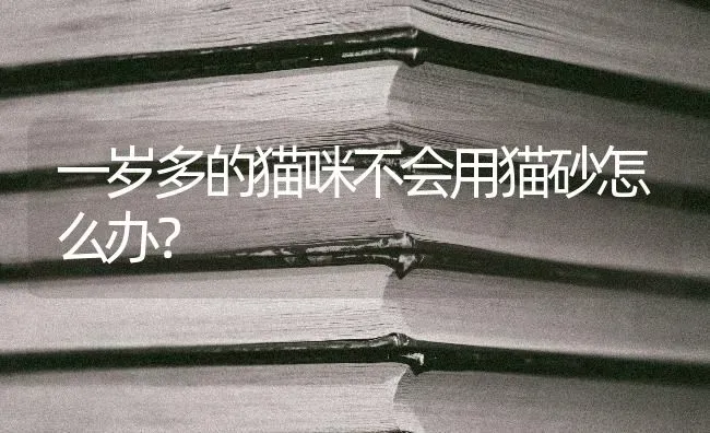 一岁多的猫咪不会用猫砂怎么办？ | 动物养殖问答