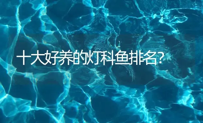 十大好养的灯科鱼排名？ | 鱼类宠物饲养