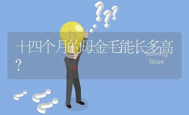 十四个月的母金毛能长多高？ | 动物养殖问答