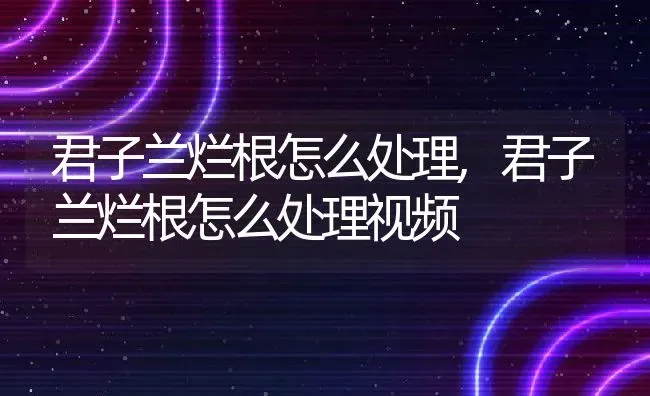 君子兰烂根怎么处理,君子兰烂根怎么处理视频 | 宠物百科知识