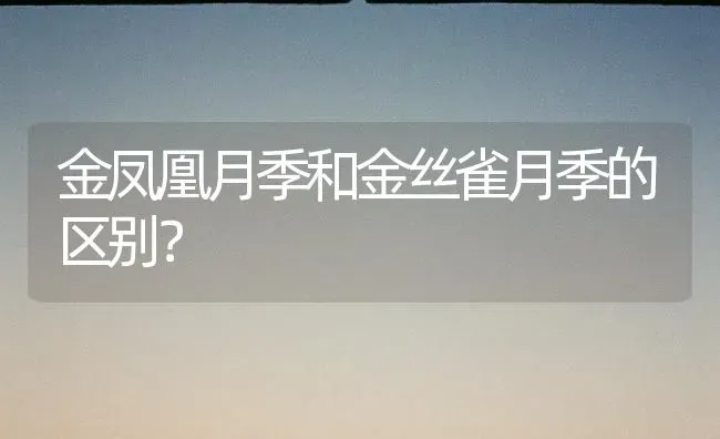 金凤凰月季和金丝雀月季的区别？ | 动物养殖问答