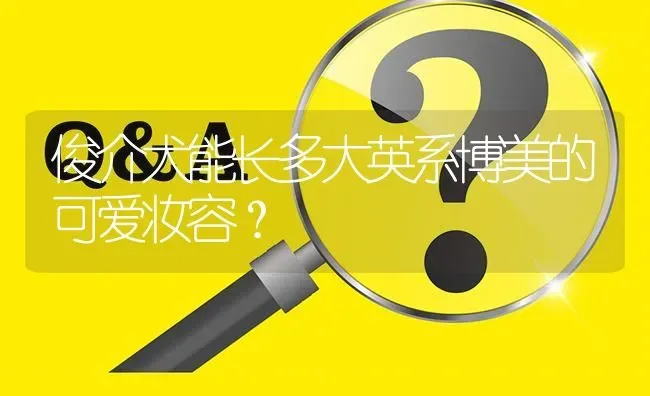 俊介犬能长多大英系博美的可爱妆容？ | 动物养殖问答