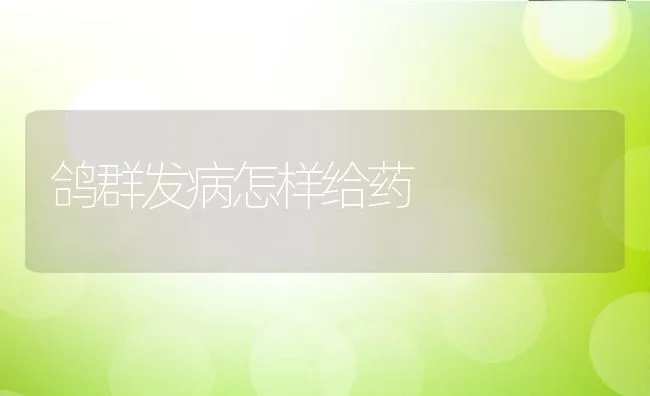 鸽群发病怎样给药 | 水产养殖知识