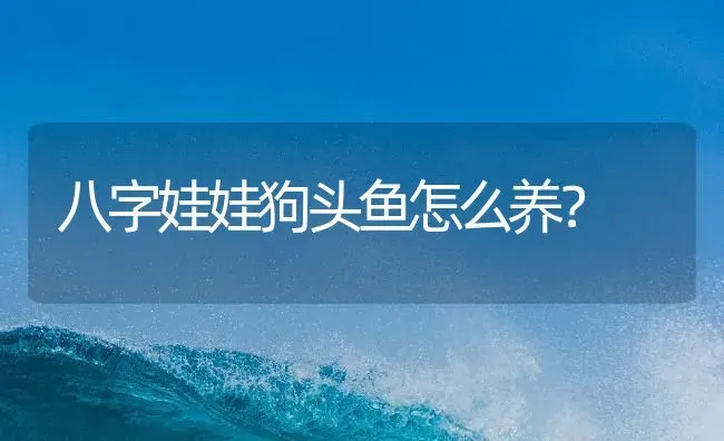 八字娃娃狗头鱼怎么养？ | 鱼类宠物饲养