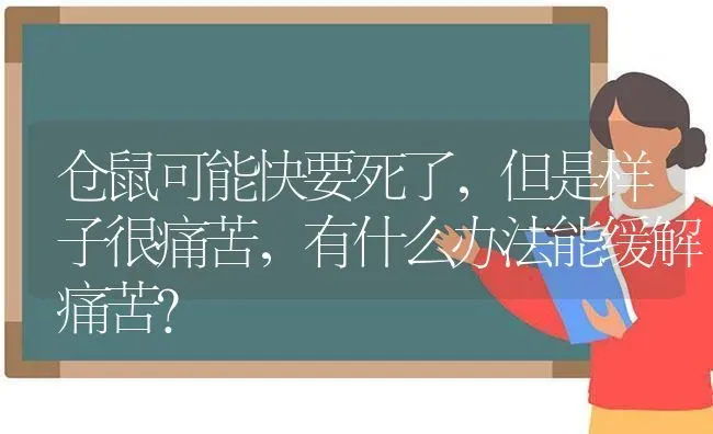 仓鼠可能快要死了，但是样子很痛苦，有什么办法能缓解痛苦？ | 动物养殖问答