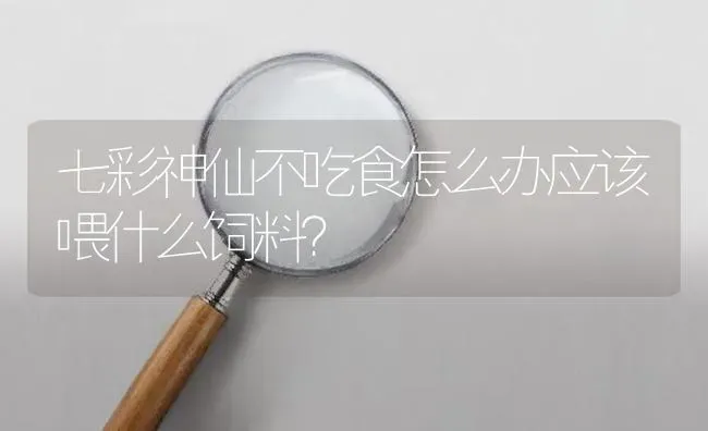 七彩神仙不吃食怎么办应该喂什么饲料？ | 鱼类宠物饲养