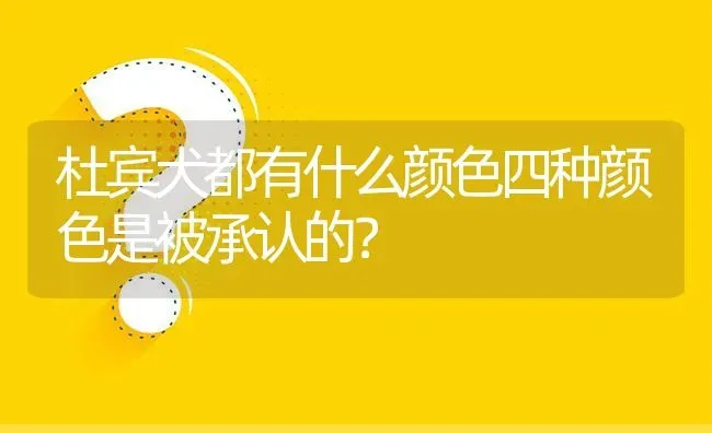 杜宾犬都有什么颜色四种颜色是被承认的？ | 动物养殖问答