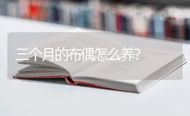 三个月的布偶怎么养？ | 动物养殖问答