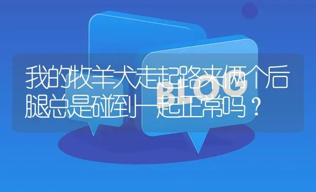 我的牧羊犬走起路来俩个后腿总是碰到一起正常吗？ | 动物养殖问答