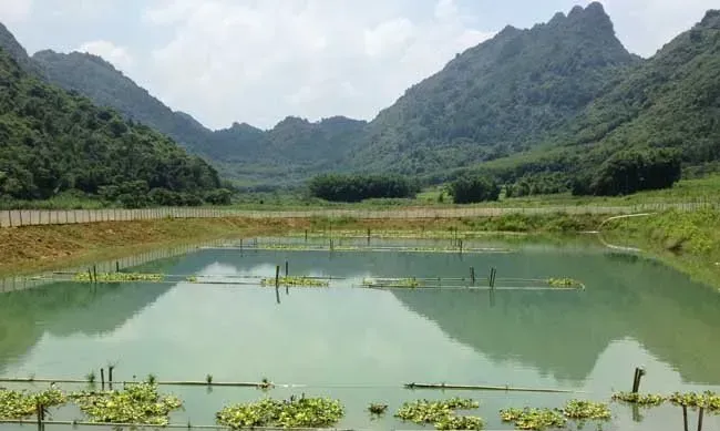 网箱泥鳅养殖技术 养殖教程