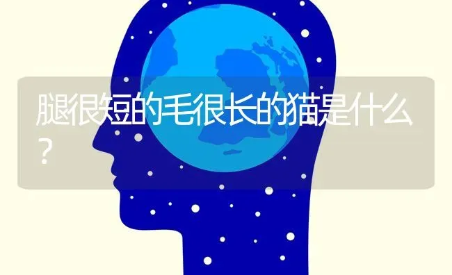 腿很短的毛很长的猫是什么？ | 动物养殖问答