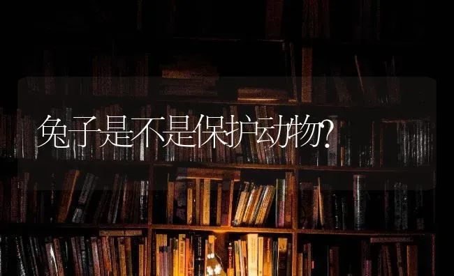 兔子是不是保护动物？ | 动物养殖问答