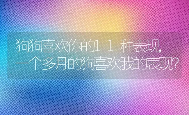 狗狗喜欢你的11种表现,一个多月的狗喜欢我的表现？ | 宠物百科知识