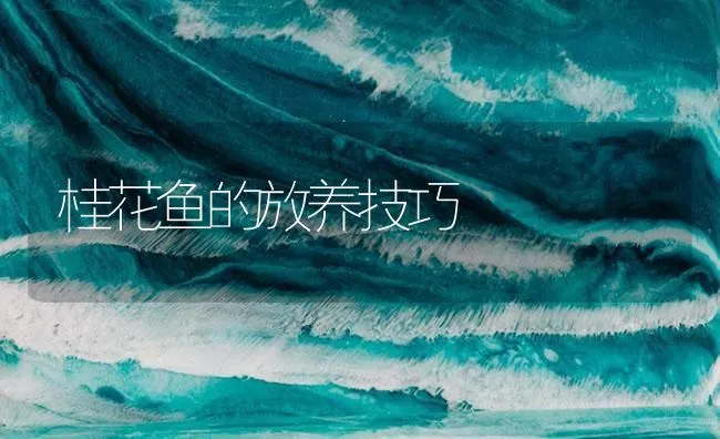 桂花鱼的放养技巧 | 海水养殖技术