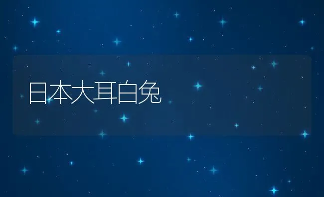 日本大耳白兔 | 水产养殖知识