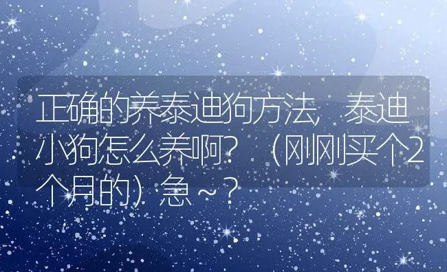 正确的养泰迪狗方法,泰迪小狗怎么养啊？（刚刚买个2个月的）急～？ | 宠物百科知识