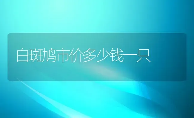 白斑鸠市价多少钱一只 | 动物养殖百科