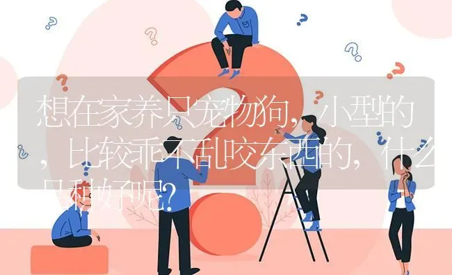 想在家养只宠物狗，小型的，比较乖不乱咬东西的，什么品种好呢？ | 动物养殖问答